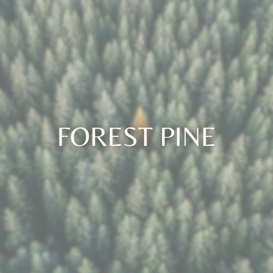 Forest Pine car air freshener by Honeycomb & Harvest